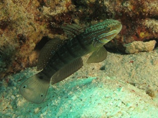 Amblygobius Albimalatus